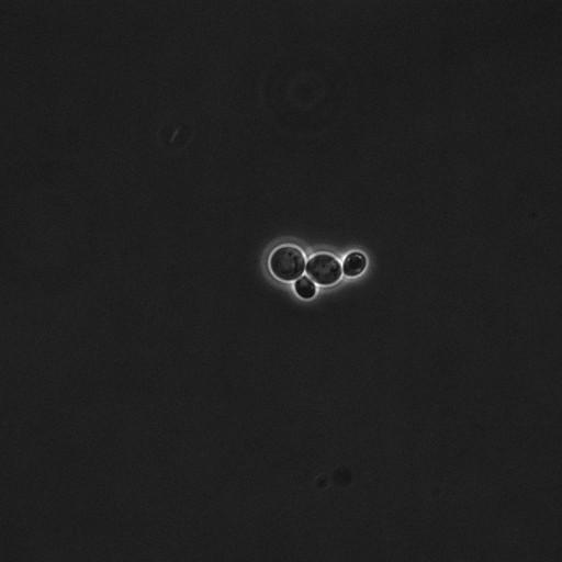  NCBI Organism:Saccharomyces cerevisiae; Cell Components:cell surface Biological process:cell cycle checkpoint, cell budding, regulation of cell budding, ;