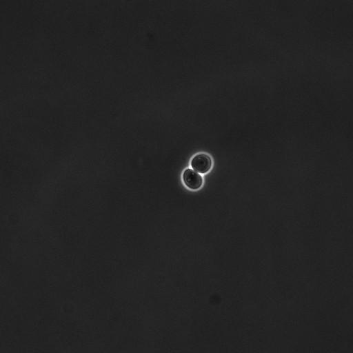  NCBI Organism:Saccharomyces cerevisiae; Cell Components:cell surface Biological process:cell cycle checkpoint, cell budding, regulation of cell budding, ;