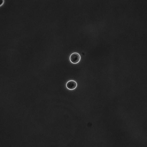  NCBI Organism:Saccharomyces cerevisiae; Cell Components:cell surface Biological process:cell cycle checkpoint, cell budding, regulation of cell budding, ;