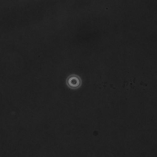  NCBI Organism:Saccharomyces cerevisiae; Cell Components:cell surface Biological process:cell cycle checkpoint, cell budding, regulation of cell budding, ;