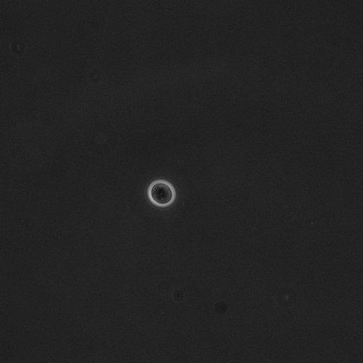  NCBI Organism:Saccharomyces cerevisiae; Cell Components:cell surface Biological process:cell cycle checkpoint, cell budding, regulation of cell budding, ;