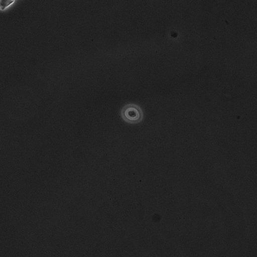  NCBI Organism:Saccharomyces cerevisiae; Cell Components:cell surface Biological process:cell cycle checkpoint, cell budding, regulation of cell budding, ;