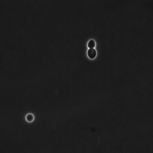  NCBI Organism:Saccharomyces cerevisiae; Cell Components:cell surface Biological process:cell cycle checkpoint, cell budding, regulation of cell budding, ;