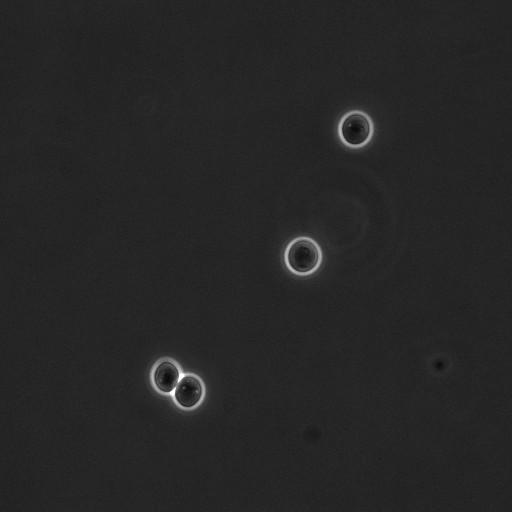  NCBI Organism:Saccharomyces cerevisiae; Cell Components:cell surface Biological process:cell cycle checkpoint, cell budding, regulation of cell budding, ;