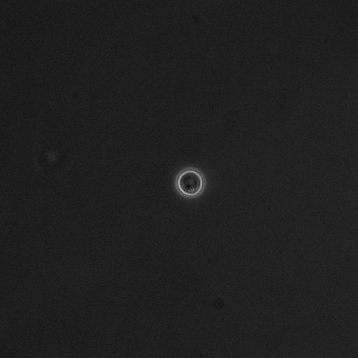  NCBI Organism:Saccharomyces cerevisiae; Cell Components:cell surface Biological process:cell cycle checkpoint, cell budding, regulation of cell budding, ;