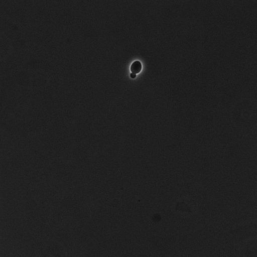  NCBI Organism:Saccharomyces cerevisiae; Cell Components:cell surface Biological process:cell cycle checkpoint, cell budding, regulation of cell budding;