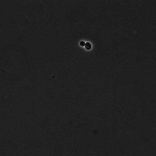  NCBI Organism:Saccharomyces cerevisiae; Cell Components:cell surface Biological process:cell cycle checkpoint, cell budding, regulation of cell budding;