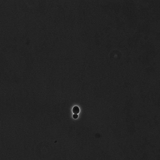  NCBI Organism:Saccharomyces cerevisiae; Cell Components:cell surface Biological process:cell cycle checkpoint, cell budding, regulation of cell budding;