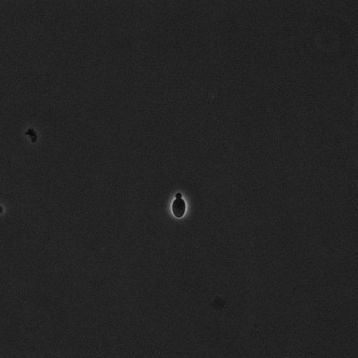  NCBI Organism:Saccharomyces cerevisiae; Cell Components:cell surface Biological process:cell cycle checkpoint, cell budding, regulation of cell budding;