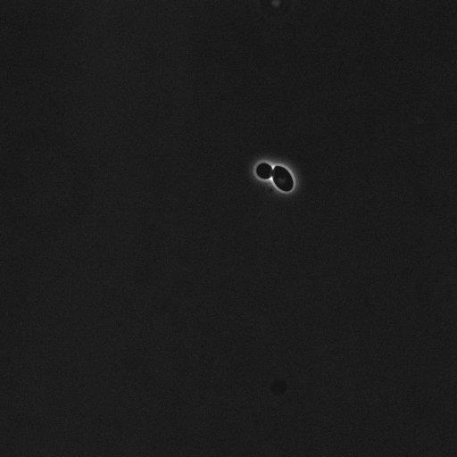  NCBI Organism:Saccharomyces cerevisiae; Cell Components:cell surface Biological process:cell cycle checkpoint, cell budding, regulation of cell budding;