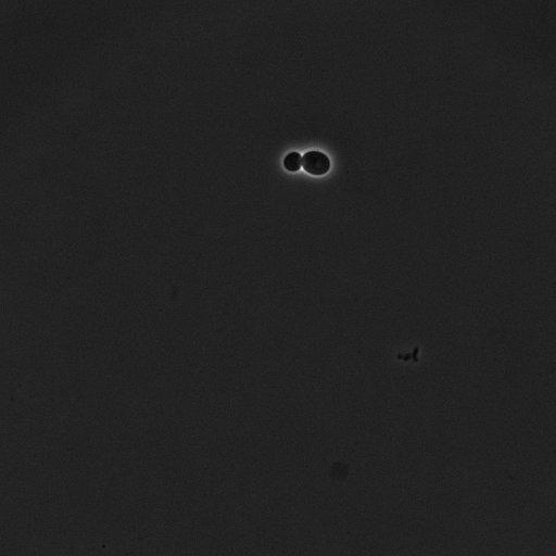  NCBI Organism:Saccharomyces cerevisiae; Cell Components:cell surface Biological process:cell cycle checkpoint, cell budding, regulation of cell budding;