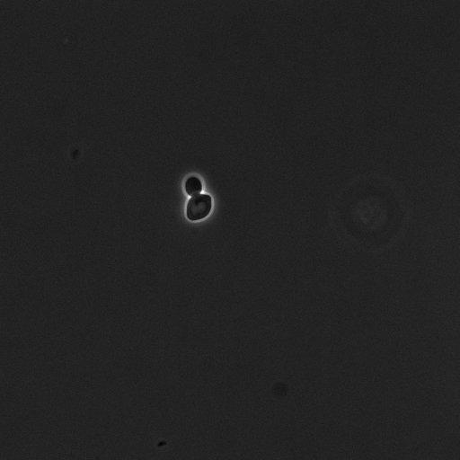  NCBI Organism:Saccharomyces cerevisiae; Cell Components:cell surface Biological process:cell cycle checkpoint, cell budding, regulation of cell budding;