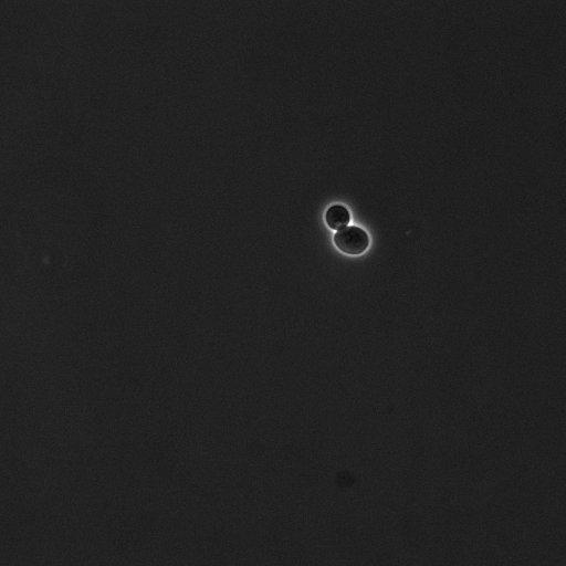  NCBI Organism:Saccharomyces cerevisiae; Cell Components:cell surface Biological process:cell cycle checkpoint, cell budding, regulation of cell budding;