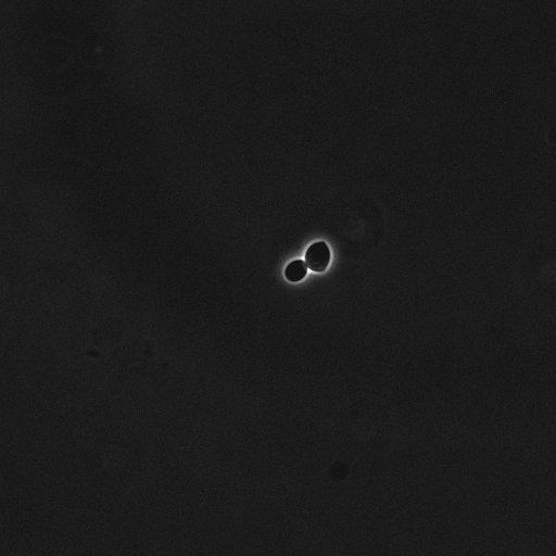  NCBI Organism:Saccharomyces cerevisiae; Cell Components:cell surface Biological process:cell cycle checkpoint, cell budding, regulation of cell budding;