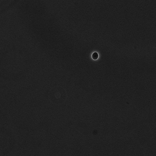  NCBI Organism:Saccharomyces cerevisiae; Cell Components:cell surface Biological process:cell cycle checkpoint, cell budding, regulation of cell budding;