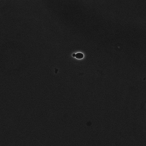  NCBI Organism:Saccharomyces cerevisiae; Cell Components:cell surface Biological process:cell cycle checkpoint, cell budding, regulation of cell budding;