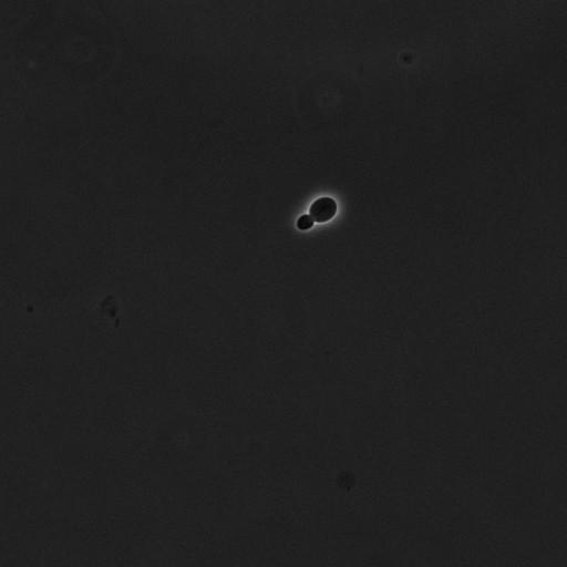  NCBI Organism:Saccharomyces cerevisiae; Cell Components:cell surface Biological process:cell cycle checkpoint, cell budding, regulation of cell budding;