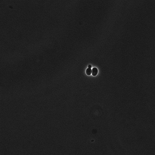  NCBI Organism:Saccharomyces cerevisiae; Cell Components:cell surface Biological process:cell cycle checkpoint, cell budding, regulation of cell budding;