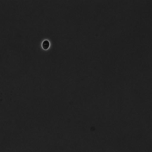  NCBI Organism:Saccharomyces cerevisiae; Cell Components:cell surface Biological process:cell cycle checkpoint, cell budding, regulation of cell budding;