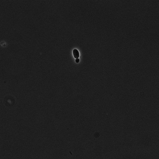  NCBI Organism:Saccharomyces cerevisiae; Cell Components:cell surface Biological process:cell cycle checkpoint, cell budding, regulation of cell budding, ;