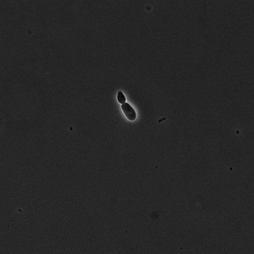  NCBI Organism:Saccharomyces cerevisiae; Cell Components:cell surface Biological process:cell cycle checkpoint, cell budding, regulation of cell budding, ;