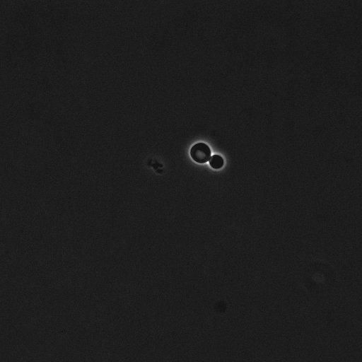  NCBI Organism:Saccharomyces cerevisiae; Cell Components:cell surface Biological process:cell cycle checkpoint, cell budding, regulation of cell budding, ;