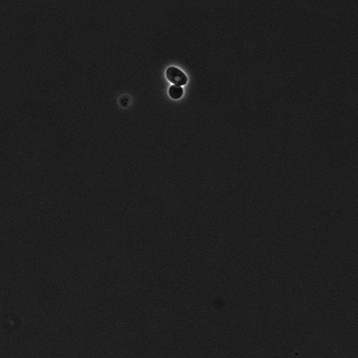  NCBI Organism:Saccharomyces cerevisiae; Cell Components:cell surface Biological process:cell cycle checkpoint, cell budding, regulation of cell budding, ;