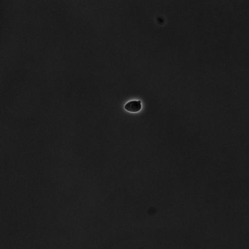  NCBI Organism:Saccharomyces cerevisiae; Cell Components:cell surface Biological process:cell cycle checkpoint, cell budding, regulation of cell budding, ;