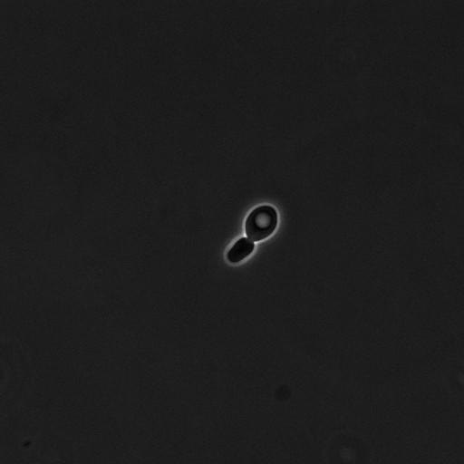  NCBI Organism:Saccharomyces cerevisiae; Cell Components:cell surface Biological process:cell cycle checkpoint, cell budding, regulation of cell budding, ;