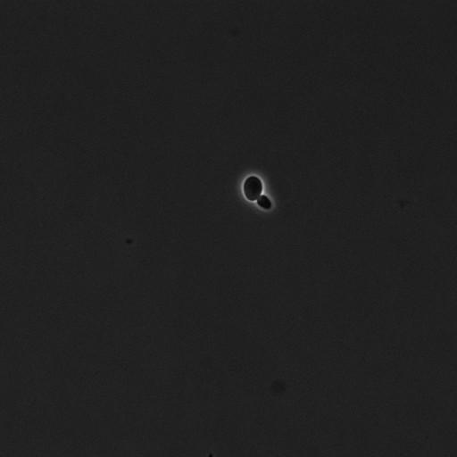  NCBI Organism:Saccharomyces cerevisiae; Cell Components:cell surface Biological process:cell cycle checkpoint, cell budding, regulation of cell budding, ;