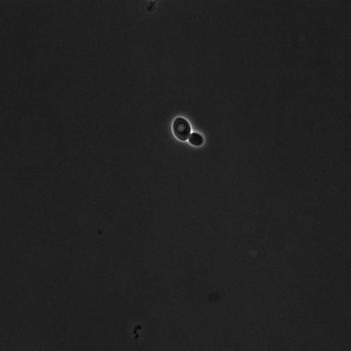  NCBI Organism:Saccharomyces cerevisiae; Cell Components:cell surface Biological process:cell cycle checkpoint, cell budding, regulation of cell budding, ;