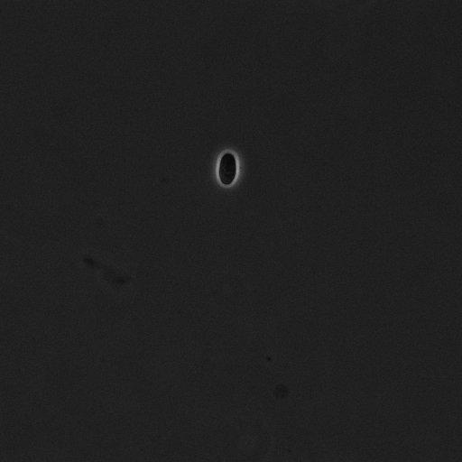  NCBI Organism:Saccharomyces cerevisiae; Cell Components:cell surface Biological process:cell cycle checkpoint, cell budding, regulation of cell budding, ;