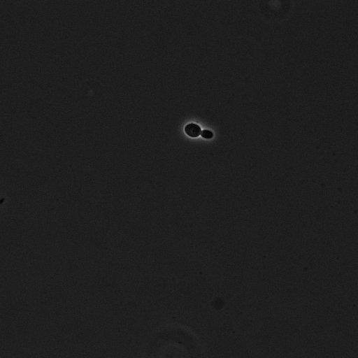  NCBI Organism:Saccharomyces cerevisiae; Cell Components:cell surface Biological process:cell cycle checkpoint, cell budding, regulation of cell budding, ;