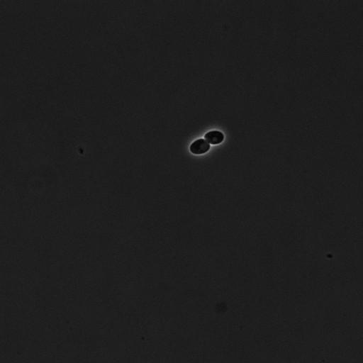  NCBI Organism:Saccharomyces cerevisiae; Cell Components:cell surface Biological process:cell cycle checkpoint, cell budding, regulation of cell budding, ;