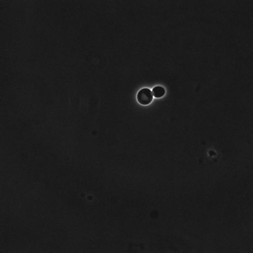  NCBI Organism:Saccharomyces cerevisiae; Cell Components:cell surface Biological process:cell cycle checkpoint, cell budding, regulation of cell budding, ;