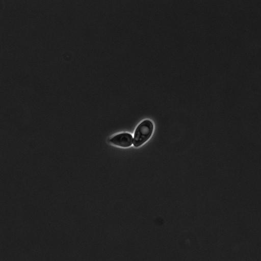  NCBI Organism:Saccharomyces cerevisiae; Cell Components:cell surface Biological process:cell cycle checkpoint, cell budding, regulation of cell budding, ;