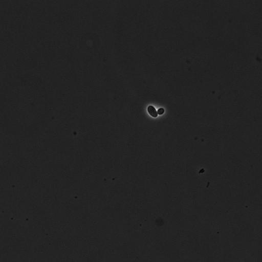  NCBI Organism:Saccharomyces cerevisiae; Cell Components:cell surface Biological process:cell cycle checkpoint, cell budding, regulation of cell budding, ;