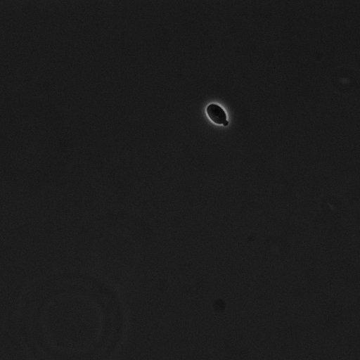  NCBI Organism:Saccharomyces cerevisiae; Cell Components:cell surface Biological process:cell cycle checkpoint, cell budding, regulation of cell budding, ;