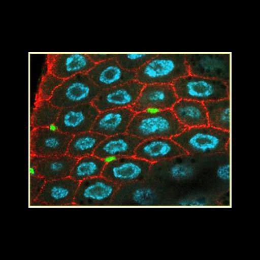  Cell Types:intestinal epithelial cell, stem cell; Cell Components:nucleus, ;