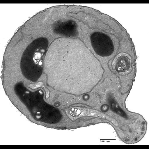  NCBI Organism:Saccharomyces cerevisiae; Cell Components:cellular bud, vacuole, nucleus; Biological process:budding cell bud growth, vacuole organization;