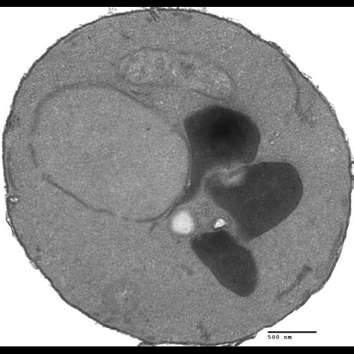  NCBI Organism:Saccharomyces cerevisiae; Cell Components:mitochondrion, vacuole, nucleus, lipid particle; Biological process:, , vacuole organization;