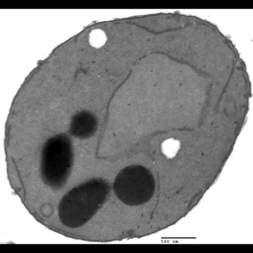  NCBI Organism:Saccharomyces cerevisiae; Cell Components:vacuole, nucleus; Biological process:vacuole organization