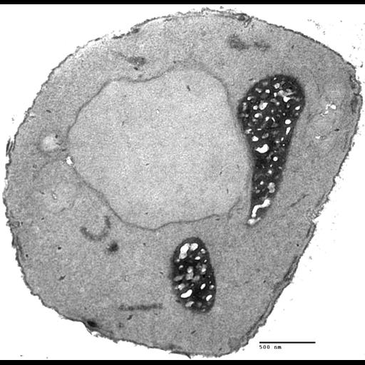  NCBI Organism:Saccharomyces cerevisiae; Cell Components:vacuole, nucleus; Biological process:vacuole organization