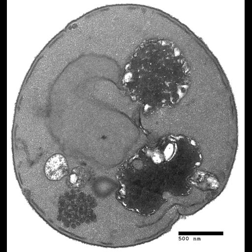  NCBI Organism:Saccharomyces cerevisiae; Cell Components:vacuole, lipid particle, nucleus; Biological process:, vacuole organization, vesicle fusion with vacuole;