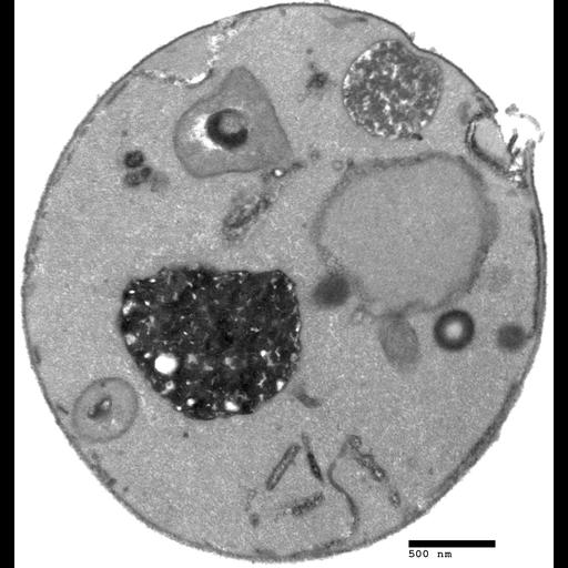  NCBI Organism:Saccharomyces cerevisiae; Cell Components:vacuole, nucleus; Biological process:, vacuole organization;