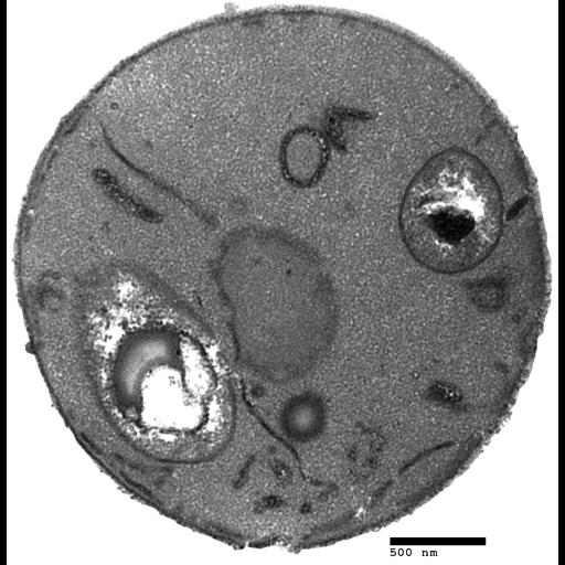  NCBI Organism:Saccharomyces cerevisiae; Cell Components:autophagic vacuole, autophagic vacuole lumen, autophagic vacuole membrane; Biological process:, organelle organization;