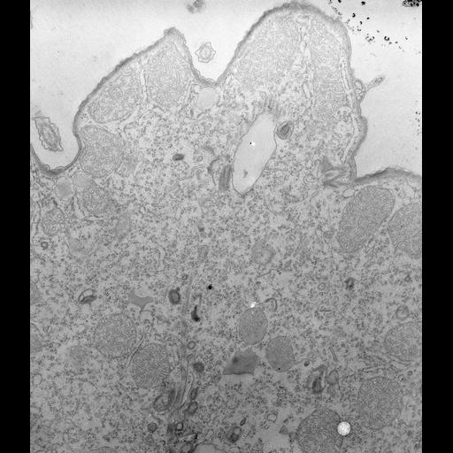  NCBI Organism:Tetrahymena pyriformis; Cell Types:cell by organism, eukaryotic cell, , ; Cell Components:, plasma membrane, ; Biological process:digestive system process