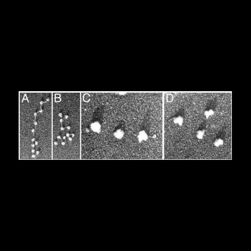  Cell Components:, nucleosome; Biological process:DNA packaging, chromatin organization;