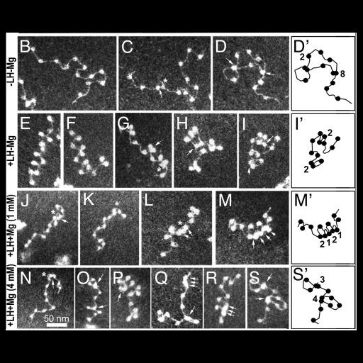  Cell Components:, nucleosome; Biological process:DNA packaging, chromatin organization;