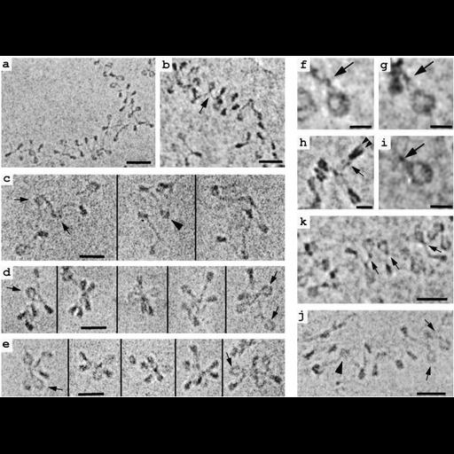  NCBI Organism:Gallus gallus gallus; Cell Types:erythrocyte Cell Components:chromatin, nucleosome, heterochromatin; Biological process:DNA packaging, cellular component organization at cellular level;